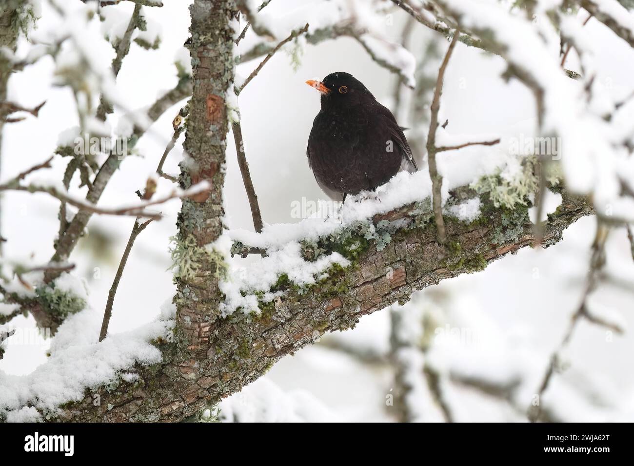 Un oiseau noir avec un bec orange vif est assis sur une branche enneigée dans une scène de forêt hivernale Banque D'Images