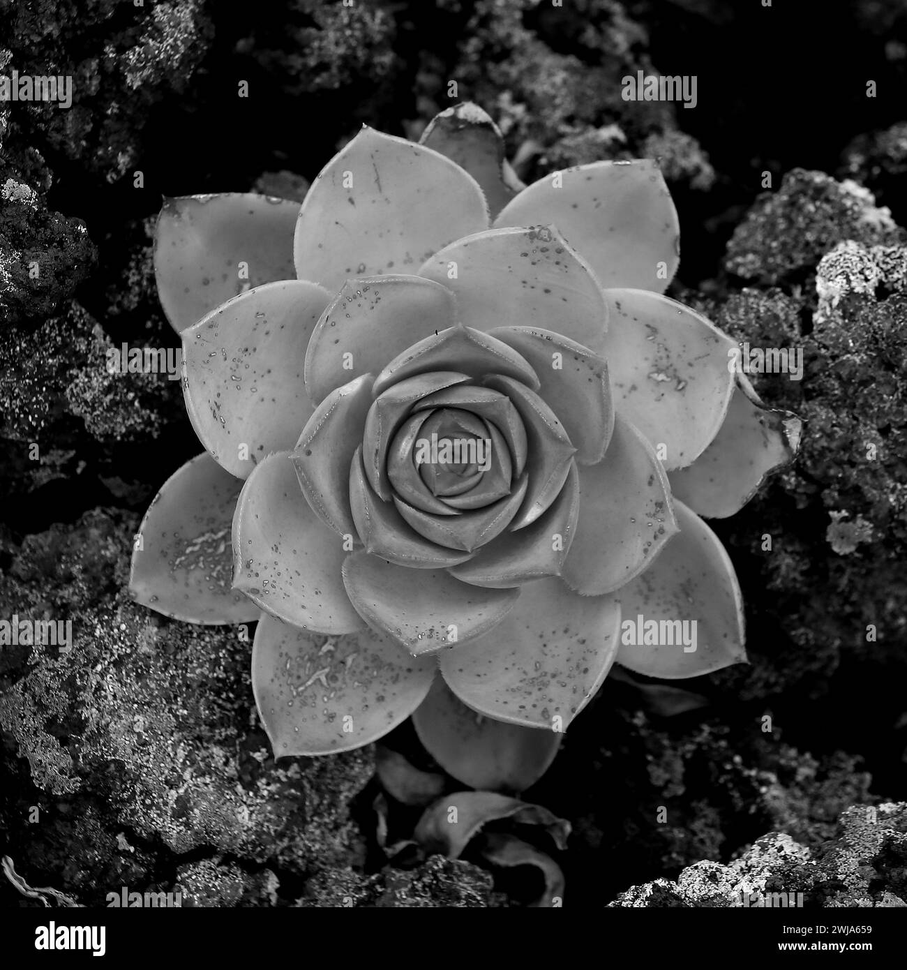 Gros plan d'une seule plante succulente avec un motif de rosette détaillé dans un cadre riche en texture noire et blanche Banque D'Images
