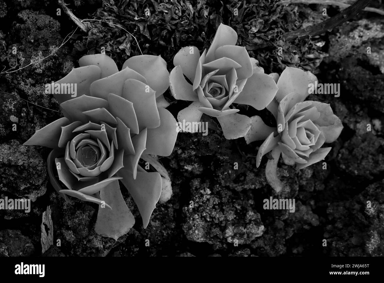 Un groupe de plantes succulentes présentant des motifs complexes de rosette capturés dans une photographie en noir et blanc Banque D'Images