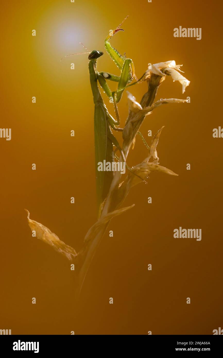 Une majestueuse mante féminine priant est capturée dans une pose contemplative au sommet d'une plante séchée, mise en évidence sur un doux fond doré. Banque D'Images