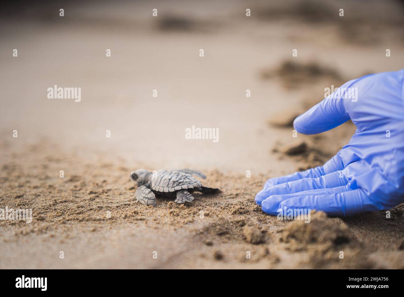 La main rognée de la personne méconnaissable avec des gants libérant et guidé petite tortue verte éclosion fait son chemin à la mer sur un terrain de plage de sable Banque D'Images