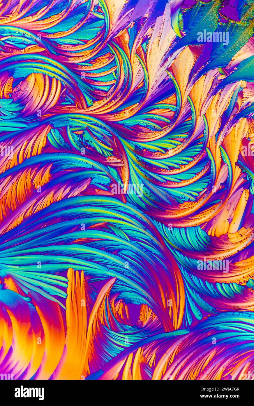 Une vue microscopique rapprochée de cristaux d'acide salicylique montrant un tourbillon fascinant de plumes dans des teintes bleu vif, violet et orange Banque D'Images