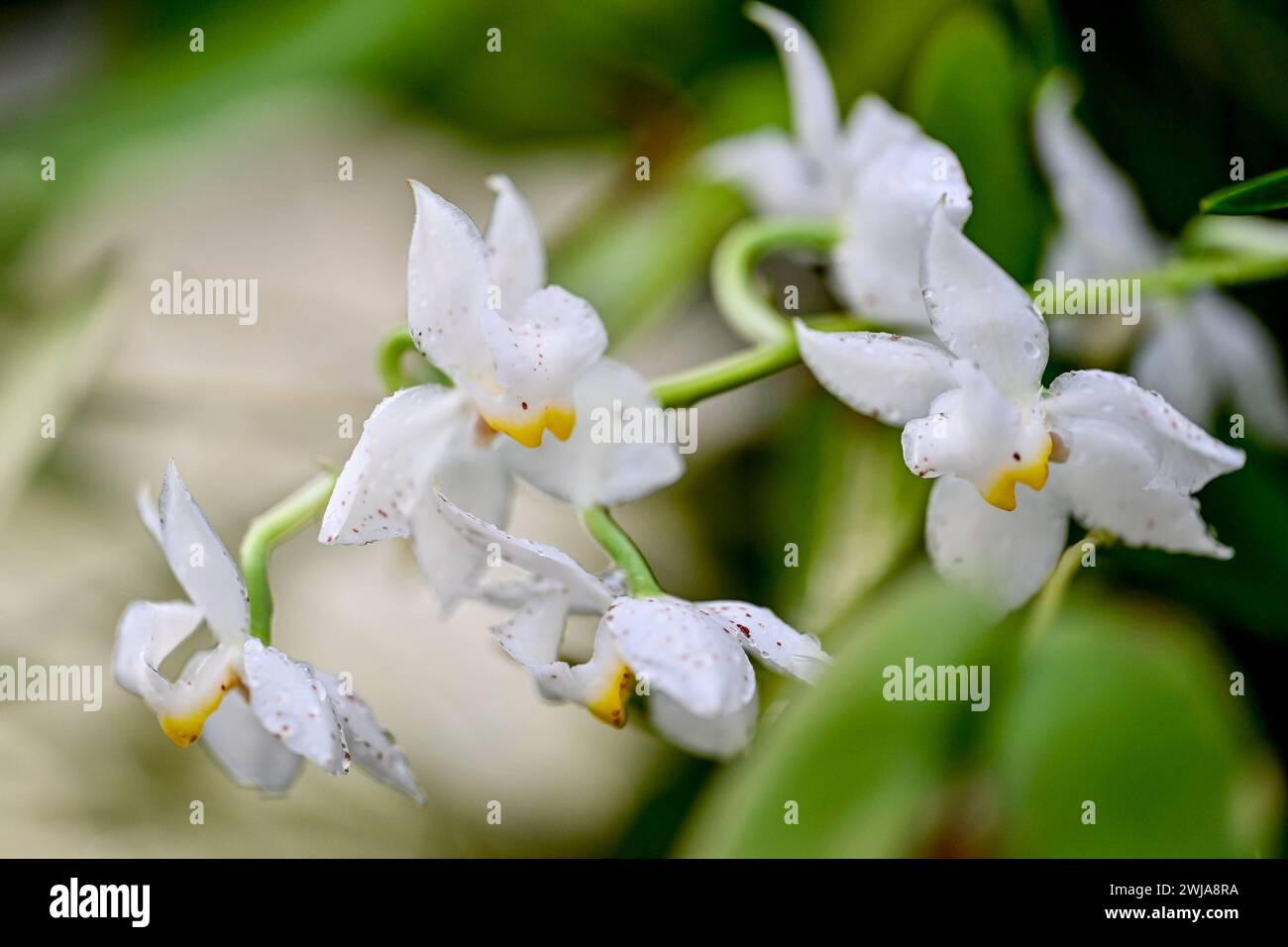 Botanischer Garten Linz, Orchideen 14.02.2024, Botanischer Garten Linz, AUT, Orchideen, im Bild Orchidee, Blume, Bluete, Pflanze, Tropenhaus, tropisch, Farbe, exotisch, Bunt, Flora, Natur Oberoesterreich *** jardin botanique Linz, orchidées 14 02 2024, jardin botanique Linz, AUT, orchidées, dans l'image orchidée, fleur, fleur, plante, tropical, couleur, exotique, coloré, flore, nature haute-Autriche Botanischer Garten Linz, Orchideen, 14.04.2024-20 Banque D'Images