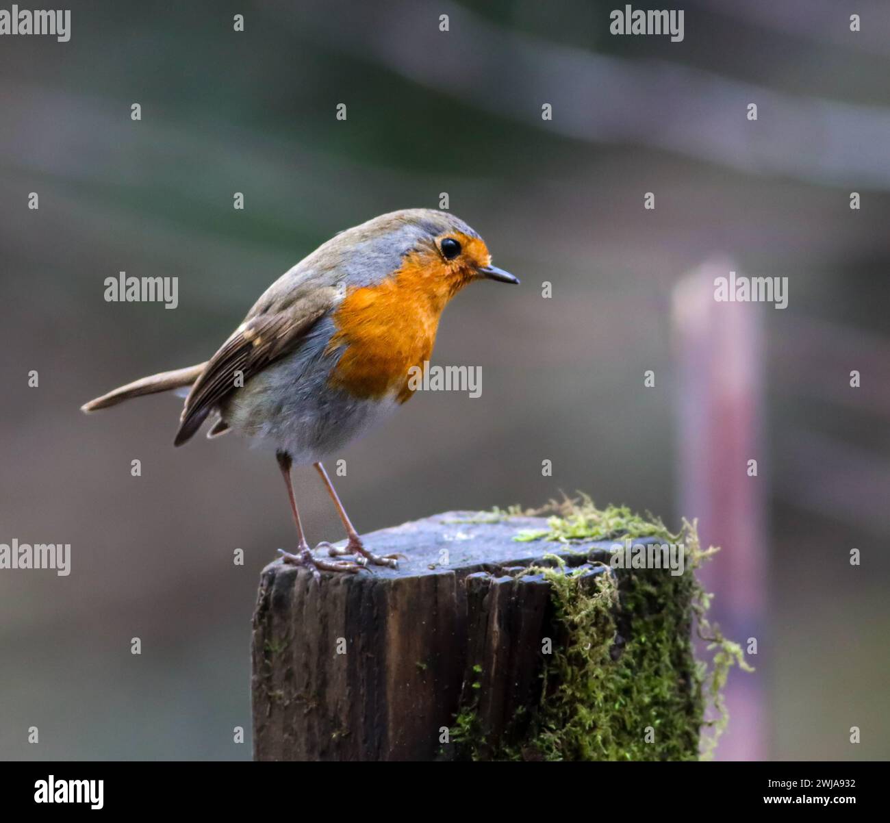 Un Robin dynamique perché sur un poteau couvert de mousse luxuriant dans un cadre extérieur rustique Banque D'Images