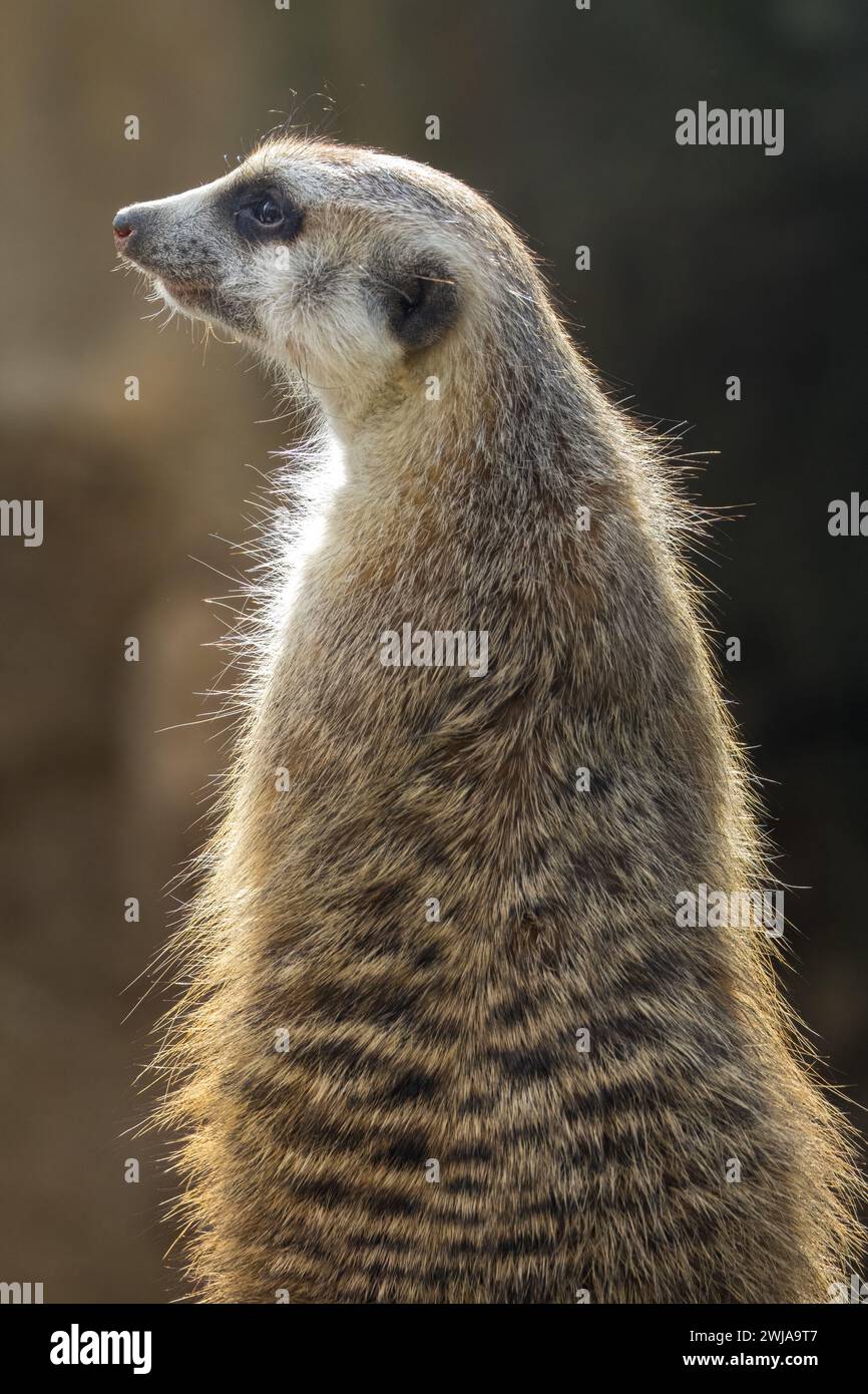 Gros plan d'une suricate moelleuse éclairée par la douce lumière du soleil Banque D'Images