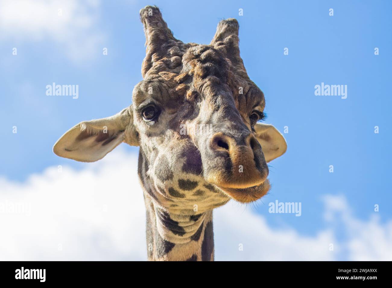 Un portrait drôle d'une girafe en contact visuel avec l'appareil photo Banque D'Images