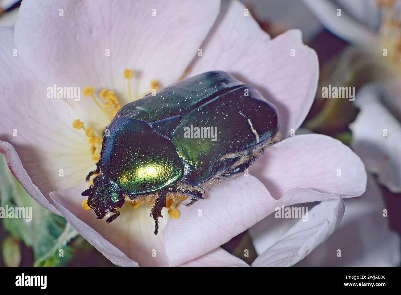 Le scarabée de rose verte se nourrit d'une fleur, Cetonia aurata, Scarabaeidae Banque D'Images