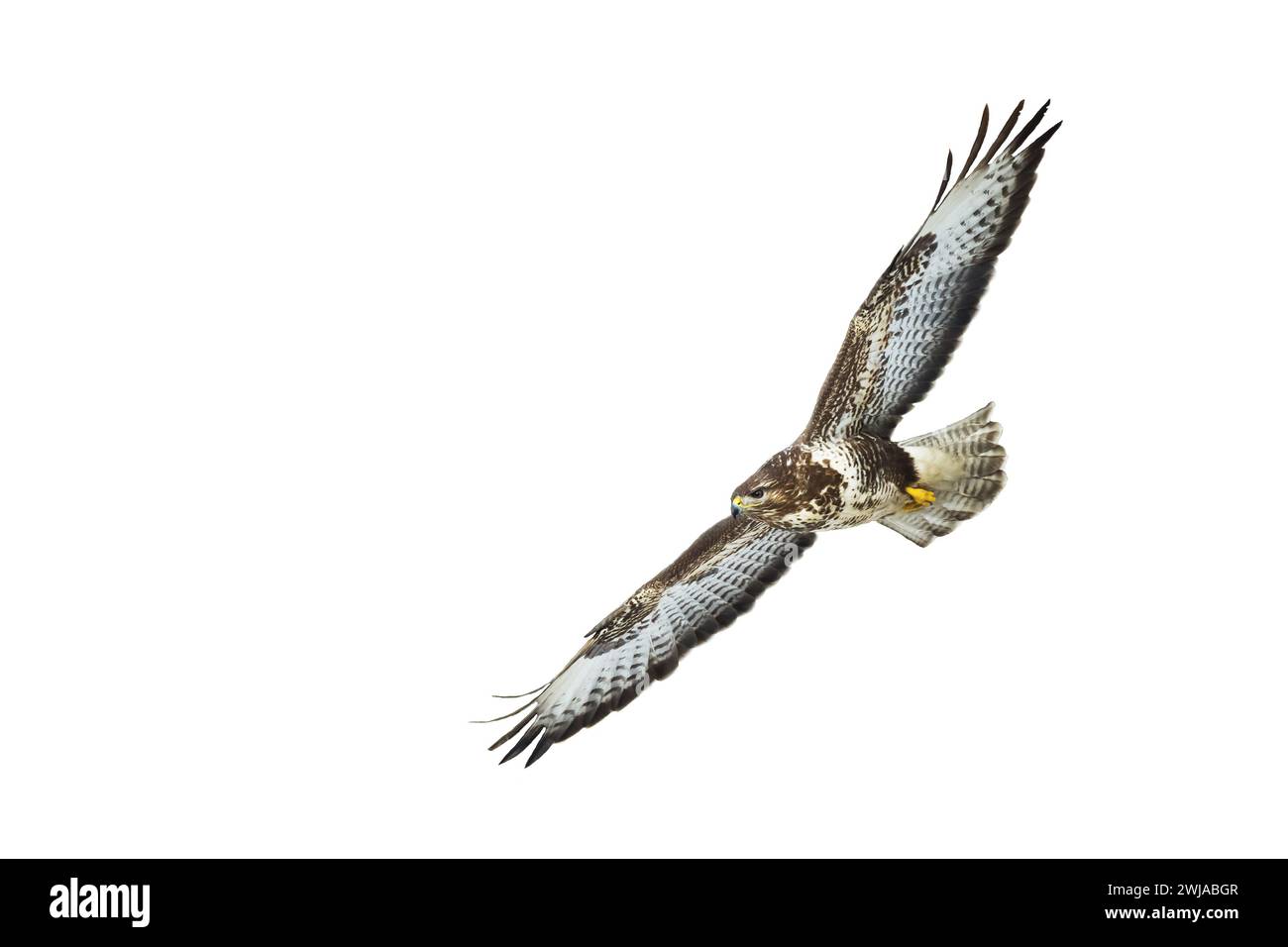 Oiseaux de proie - Buteo buteo à bourdonnement commun volant, oiseau de faucon, oiseau prédateur gros plan oiseau volant isolé sur fond blanc Banque D'Images