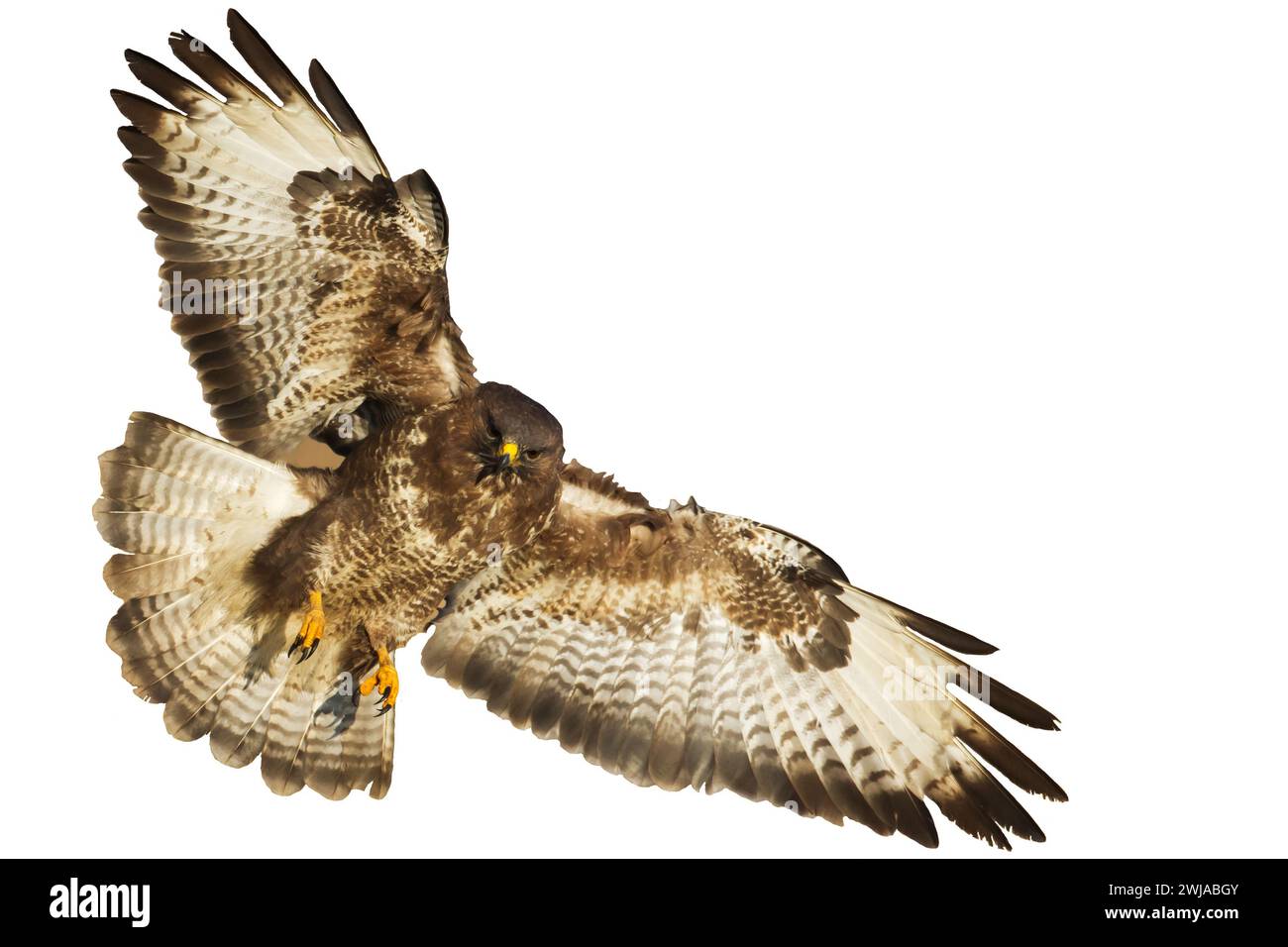 Oiseaux de proie - Buteo buteo à bourdonnement commun volant, oiseau de faucon, oiseau prédateur gros plan oiseau volant isolé sur fond blanc Banque D'Images