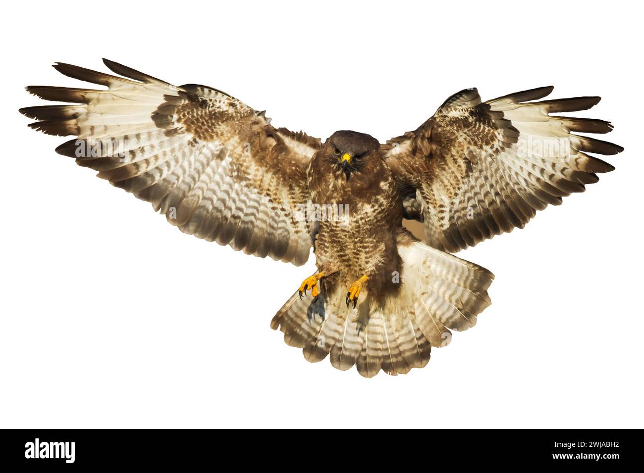 Oiseaux de proie - Buteo buteo à bourdonnement commun volant, oiseau de faucon, oiseau prédateur gros plan oiseau volant isolé sur fond blanc Banque D'Images