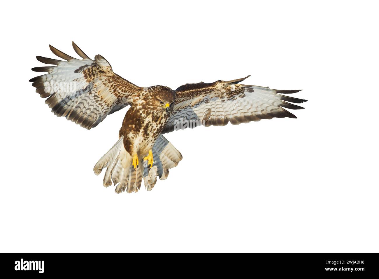 Oiseaux de proie - Buteo buteo à bourdonnement commun volant, oiseau de faucon, oiseau prédateur gros plan oiseau volant isolé sur fond blanc Banque D'Images
