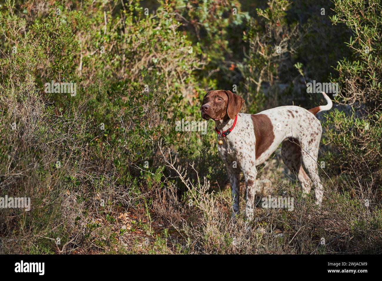 Traquer avec un chasseur dans les collines de la région provençale, à Beaurecueil, dans la région du Cengle et du bois des Roussettes (sud-est de la France) Hunte Banque D'Images