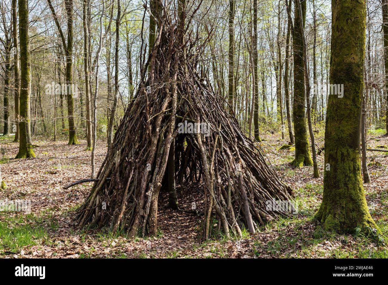 Tipi fabriqué à partir de branches d’arbres dans la forêt, cabanes en bois dans la forêt d’Eawy, dans le pays de Bray, une région naturelle du nord de la France. Huttes en bois i Banque D'Images