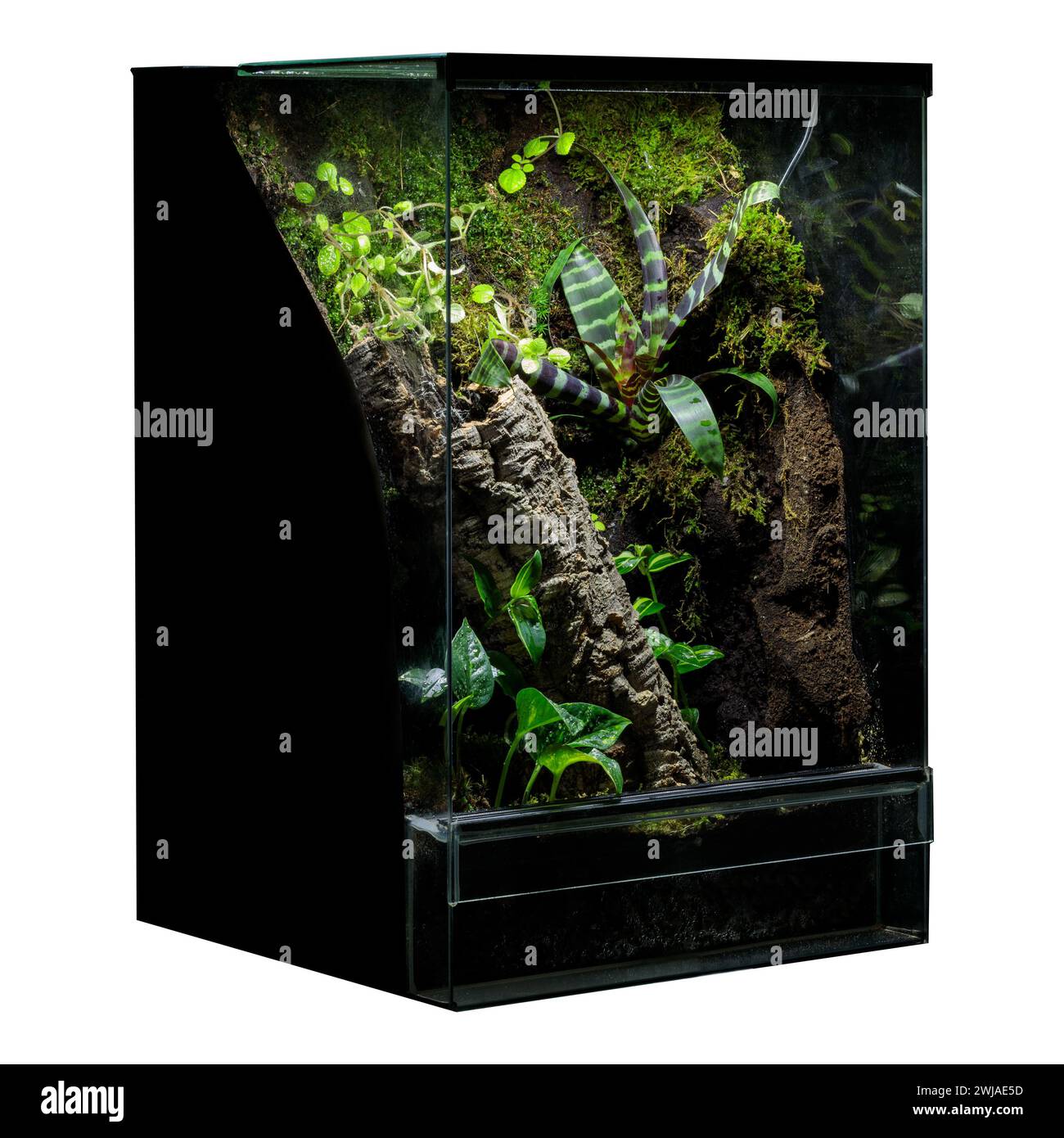 Écosystème de terrarium dynamique Banque D'Images