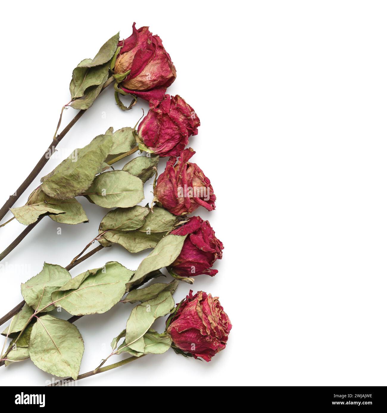 Roses roses sèches sur fond blanc, vue de dessus, espace de copie. Roses mortes en gros plan. Le concept de solitude, d'âge, de tristesse, de vieillesse, d'amour malheureux, perte. Banque D'Images