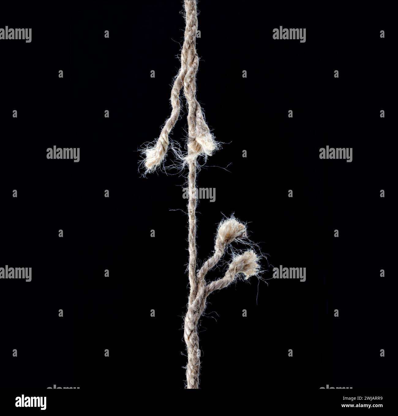 Corde de chanvre presque déchirée Banque D'Images