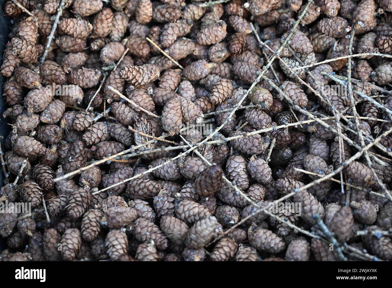 Lärchensaatguternte im Forstbezirk Eibenstock Forstwirte des Forstbezirkes Eibenstock ernten Lärchenzapfen Foto am Kirchbergweg im Revier Conradswiese. Die Zapfen wiesen eine überdurchschnittliche Ausbeute an Samen auf die zukünftig in Baumschulen angezogen werden. Pro Tag werden mittels mobiler Hebebühne in fast 25 Meter Höhe bis zu 40 kg Zapfen gewonnen, was etwa 72,000 Samen entspricht. Damit können über 100 ha oder CA. 160 Fußballfelder bepflanzt werden. Vorgesehen sind die späteren Jungpflanzen für eine schnelle Wiederbewaldung von Kahlflächen, was angesichts der Schäden durch Sturm und B. Banque D'Images