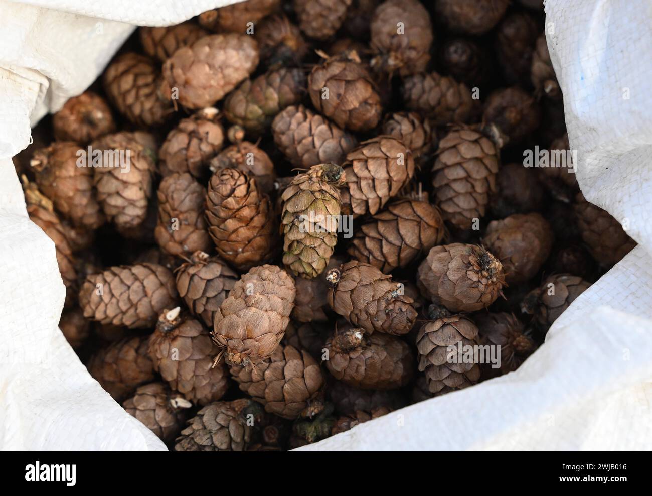 Lärchensaatguternte im Forstbezirk Eibenstock Forstwirte des Forstbezirkes Eibenstock ernten Lärchenzapfen Foto am Kirchbergweg im Revier Conradswiese. Die Zapfen wiesen eine überdurchschnittliche Ausbeute an Samen auf die zukünftig in Baumschulen angezogen werden. Pro Tag werden mittels mobiler Hebebühne in fast 25 Meter Höhe bis zu 40 kg Zapfen gewonnen, was etwa 72,000 Samen entspricht. Damit können über 100 ha oder CA. 160 Fußballfelder bepflanzt werden. Vorgesehen sind die späteren Jungpflanzen für eine schnelle Wiederbewaldung von Kahlflächen, was angesichts der Schäden durch Sturm und B. Banque D'Images