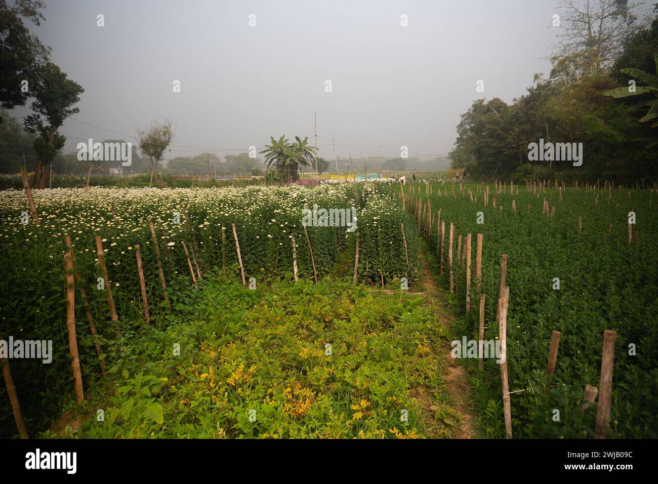 Vaste champ de chrysanthèmes bourgeonnants, Chandramalika, Chandramallika, mamans, chrysanths, genre Chrysanthemum, famille des Asteraceae. Matin d'hiver. Banque D'Images