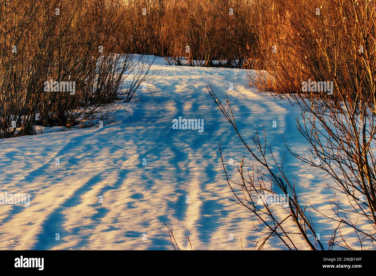Une route de printemps à travers une route de champ enneigée. La neige tombe sous les roues et la conduite difficile. Les buissons de saule ont ouvert des bourgeons (chatons) Banque D'Images