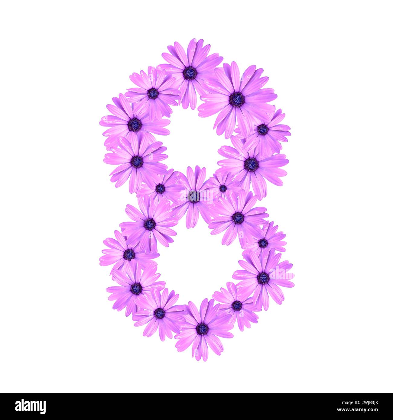 Symbole de l'infini avec marguerites roses isolé sur fond blanc. 8 mars concept de la Journée internationale de la femme avec des fleurs en marguerites. Banque D'Images