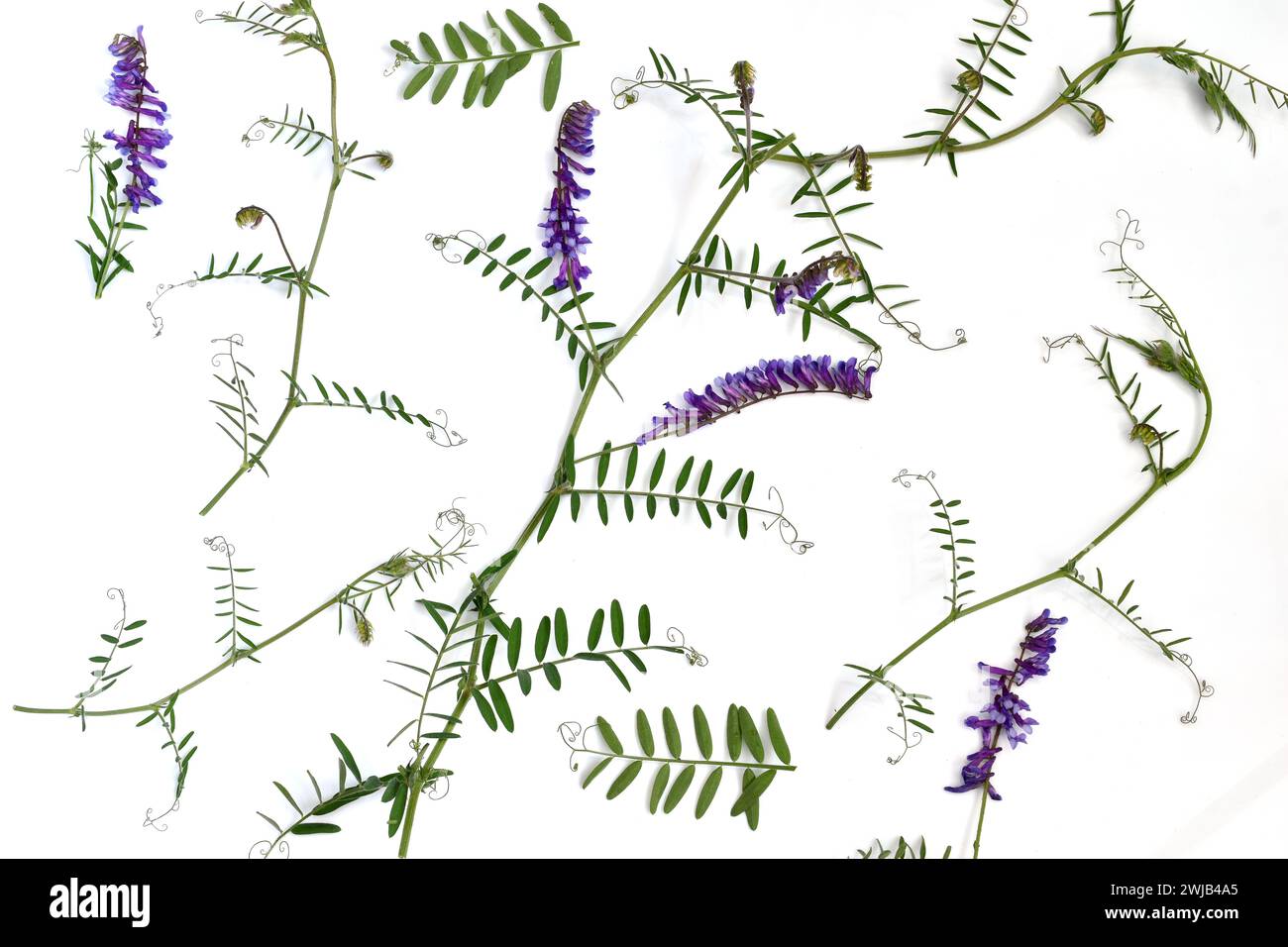 L'image montre un motif de texture créé par une tige grimpante, des feuilles et des fleurs de la plante de pois de souris. Banque D'Images