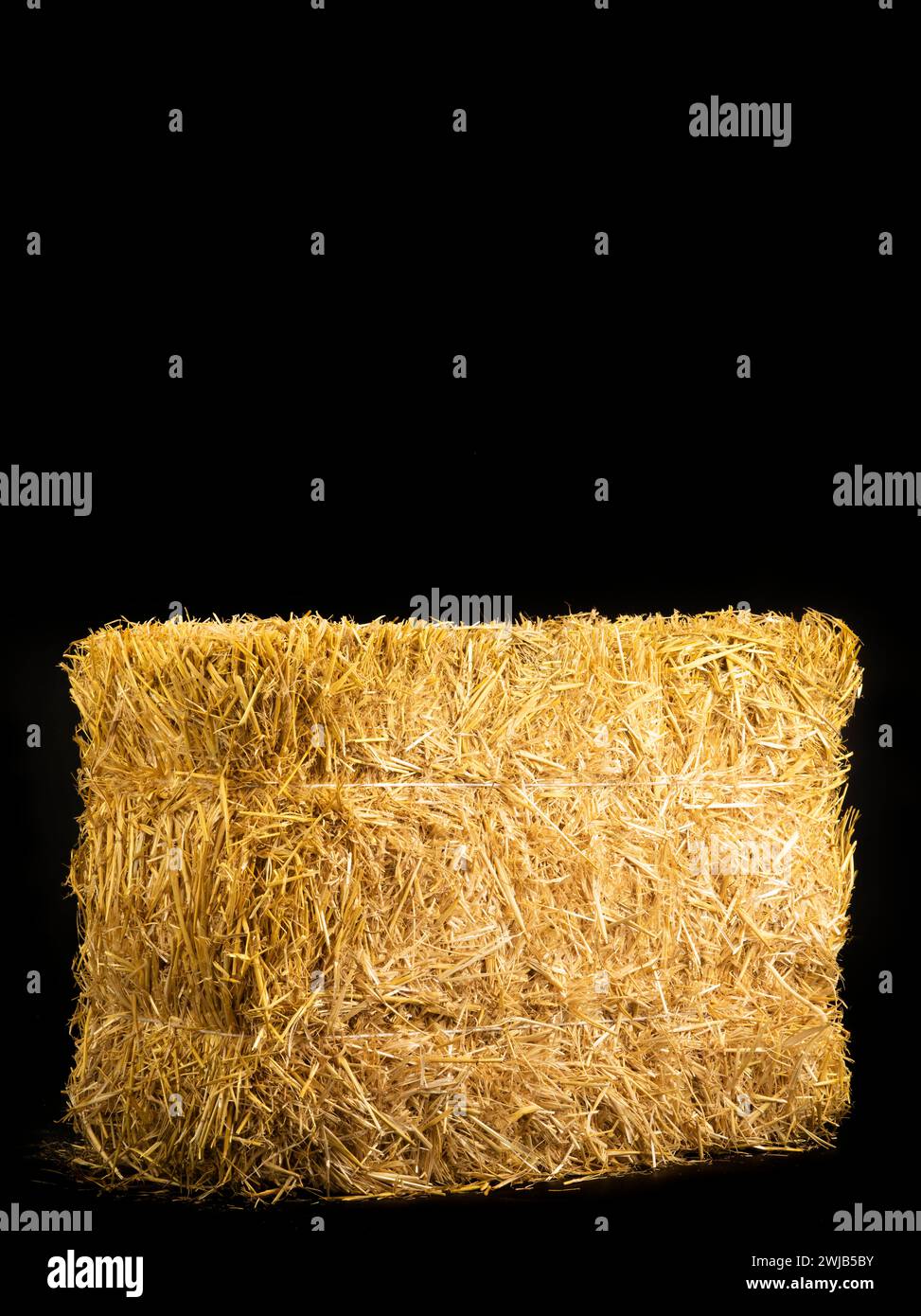 paille d'orge sèche jaune sur fond noir Banque D'Images