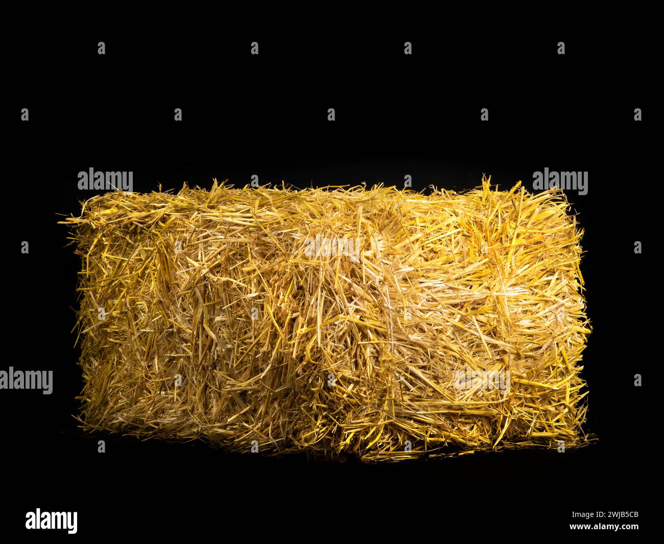 paille d'orge sèche jaune sur fond noir Banque D'Images