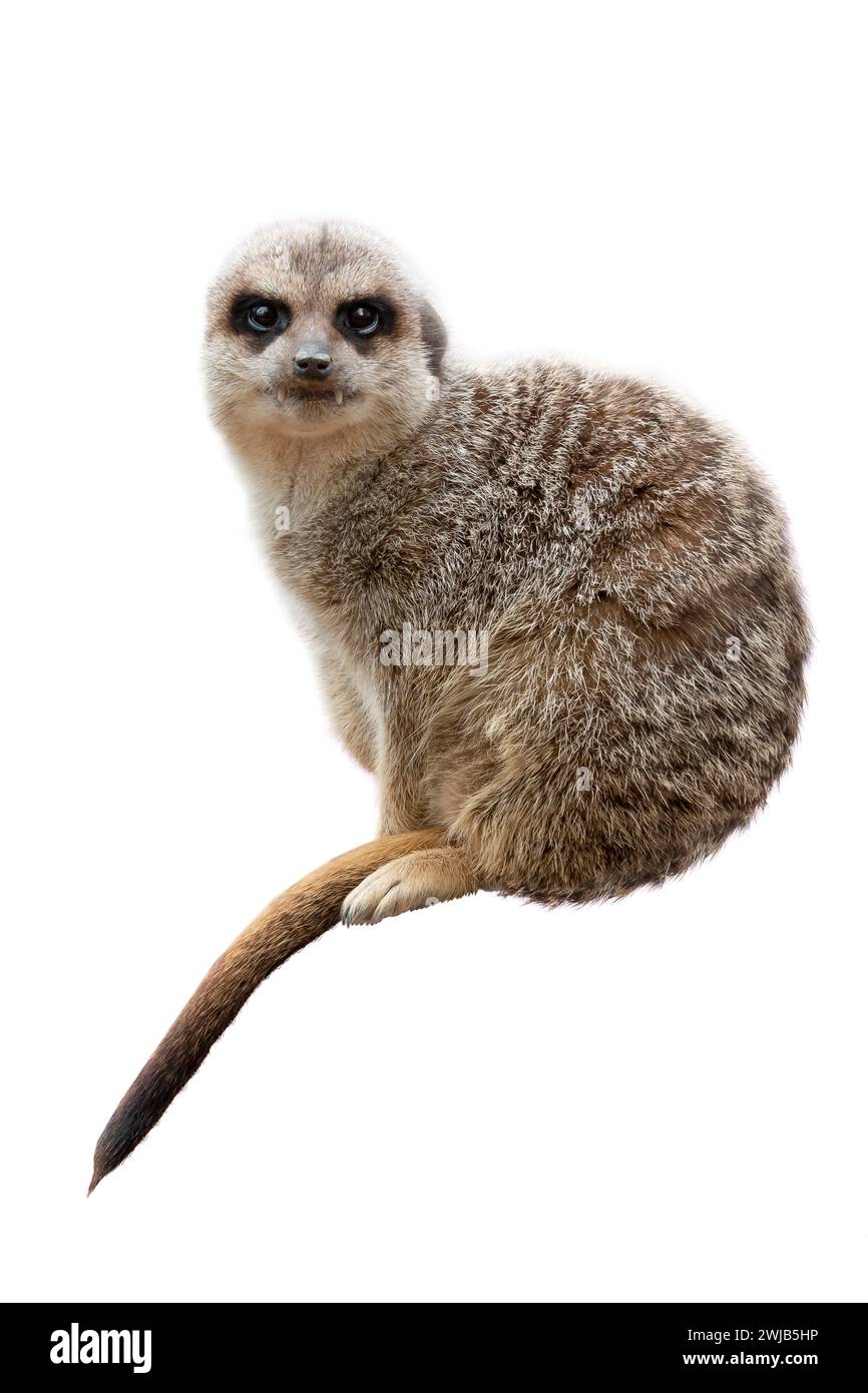 suricate isolé sur un fond blanc Banque D'Images