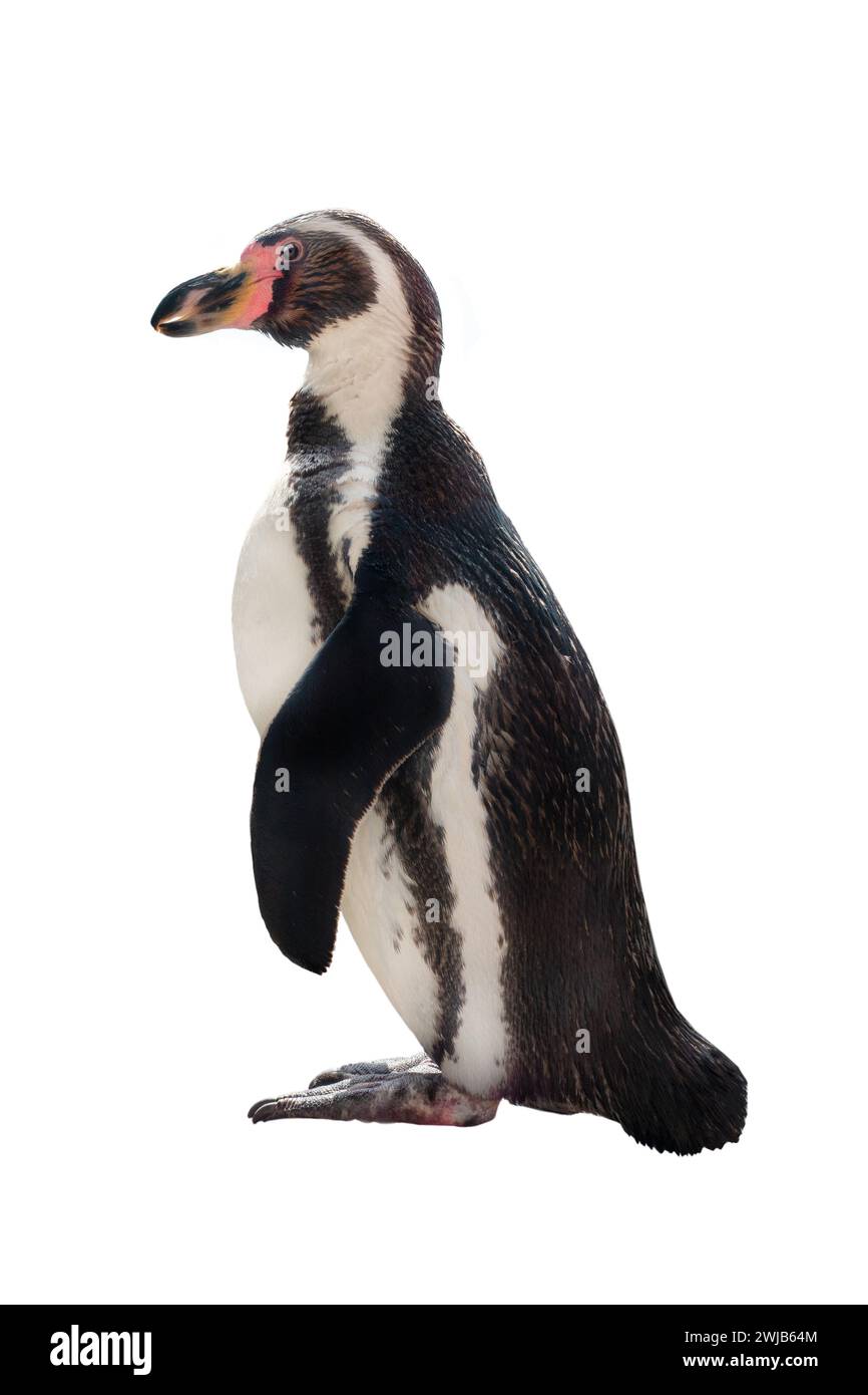 pingouin isolé sur fond blanc Banque D'Images