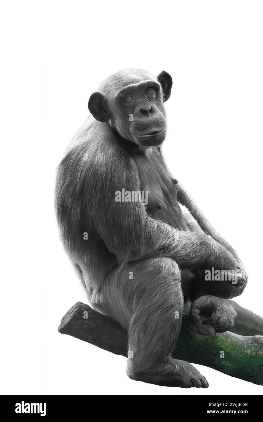 Ghimpanzee isolé sur fond blanc Banque D'Images
