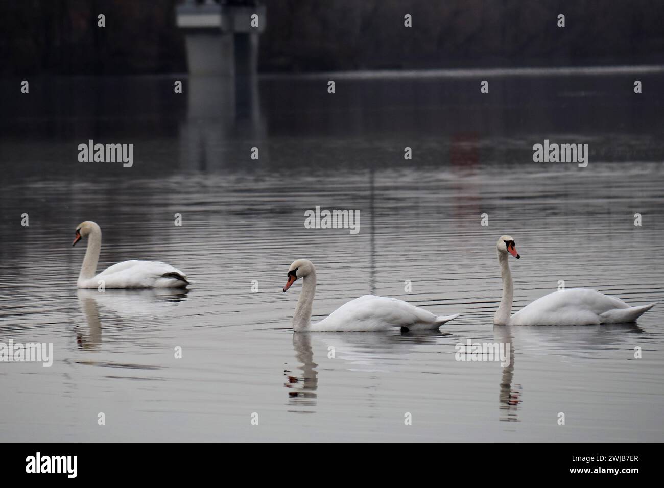 Non exclusif : KIEV, UKRAINE - 13 FÉVRIER 2024 - des cygnes sont photographiés sur le canal Rusanivka, Kiev, capitale de l'Ukraine. Banque D'Images
