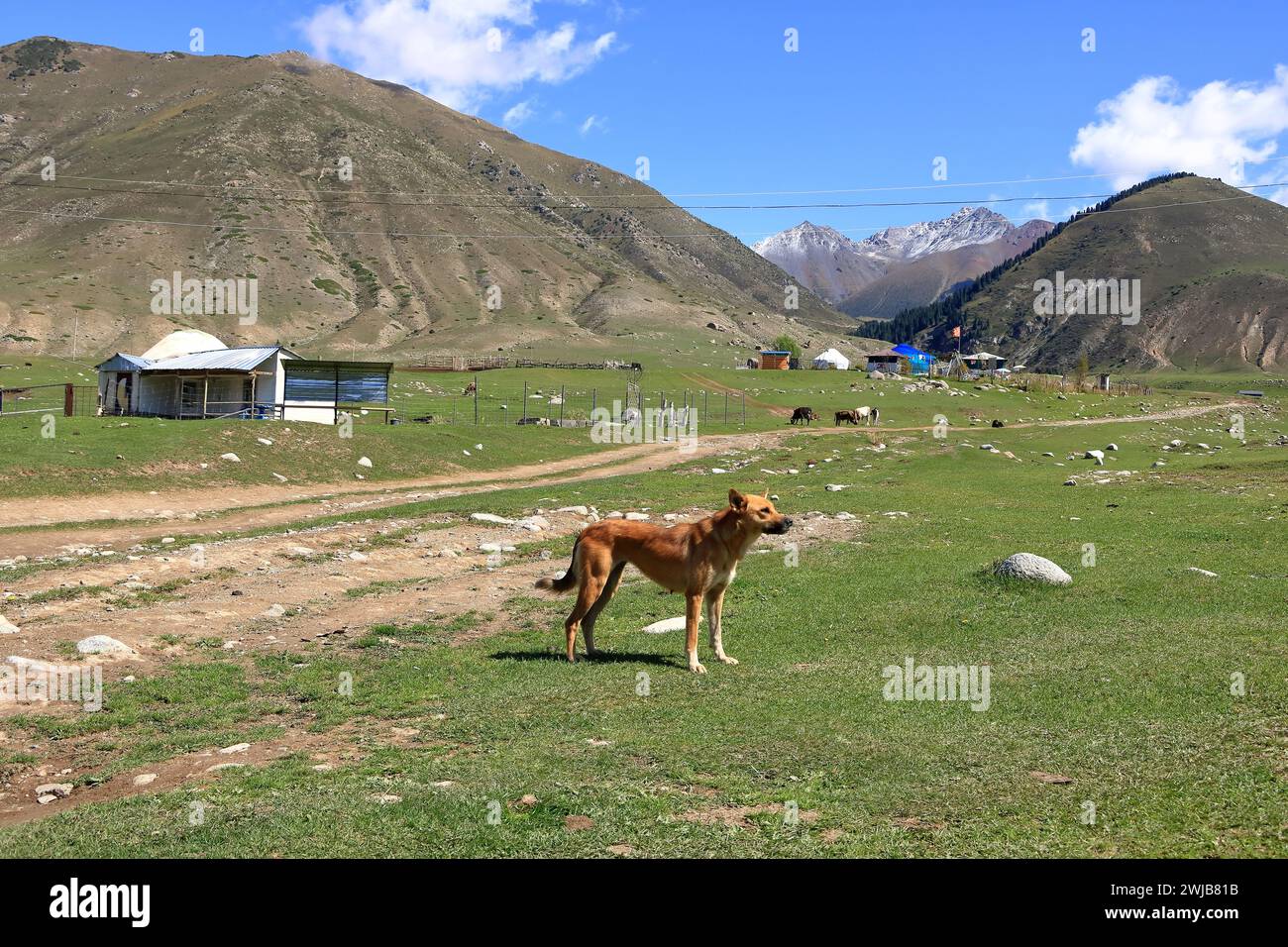 Gorge de Kyrchyn dans le nord du Kirghizistan en Asie centrale Banque D'Images