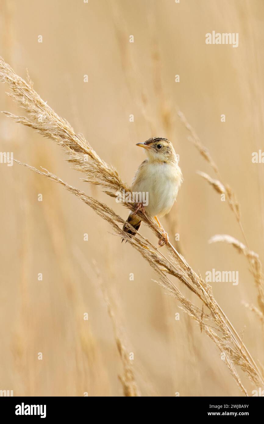 Zitting Cisticola, Cisticola Juncidis, Nord-est de l'Italie Banque D'Images