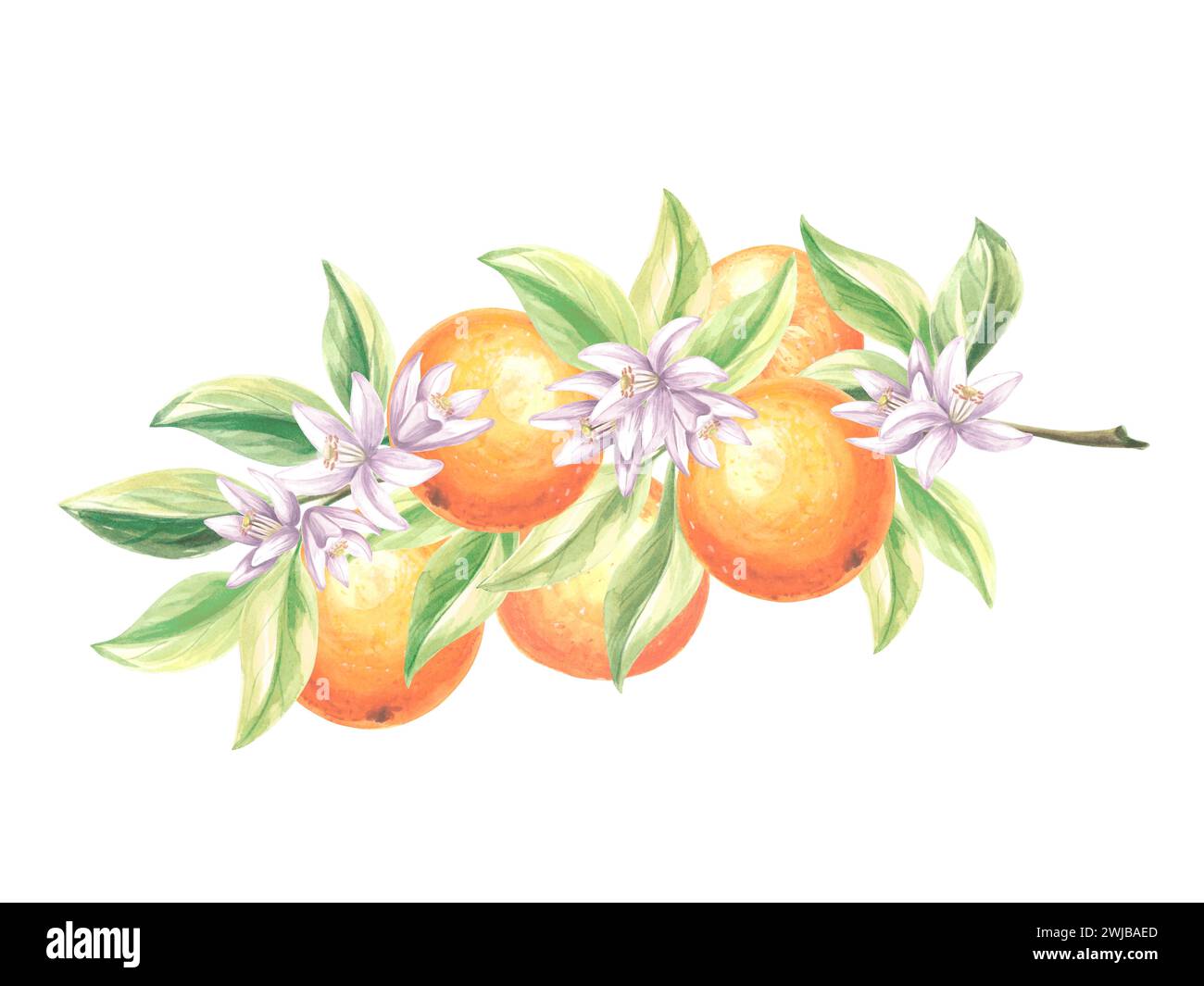 Branche de fruits d'oranges avec des feuilles vertes et des fleurs. Aquarelle agrumes d'été isolé à la main illustration botanique dessinée à la main. Dessin de modèle pour post Banque D'Images