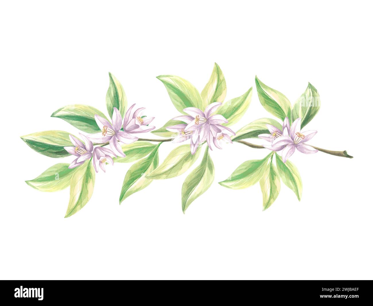 Branche d'oranges avec des feuilles vertes et des fleurs. Aquarelle été fleur d'agrumes. Illustration botanique isolée dessinée à la main. Mise en plan du modèle Banque D'Images