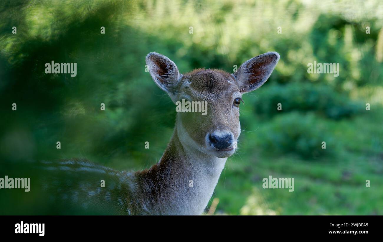 Portrait d'un cerf en jachère dans le pré Banque D'Images