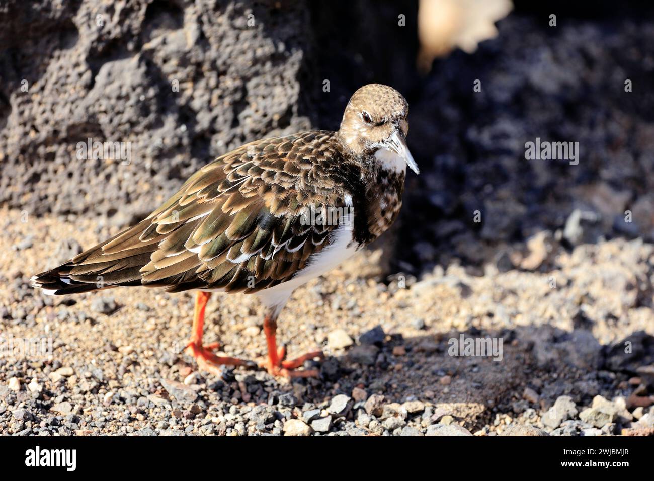 Turnstone adulte, plumage hivernal, Arenaria interpres à bec ouvert, Fuerteventura, îles Canaries, Espagne prise en novembre 2023 Banque D'Images