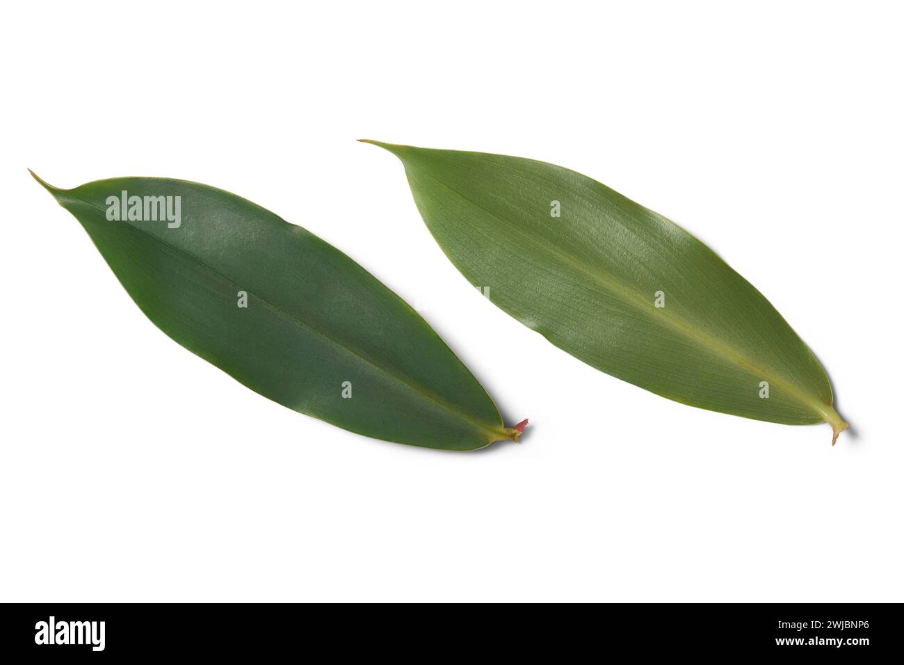 feuilles de thébu, costus speciosus, couramment trouvé au sri lanka et largement utilisé dans la médecine ayurvédique, les feuilles sont bénéfiques pour contrôler la glycémie Banque D'Images