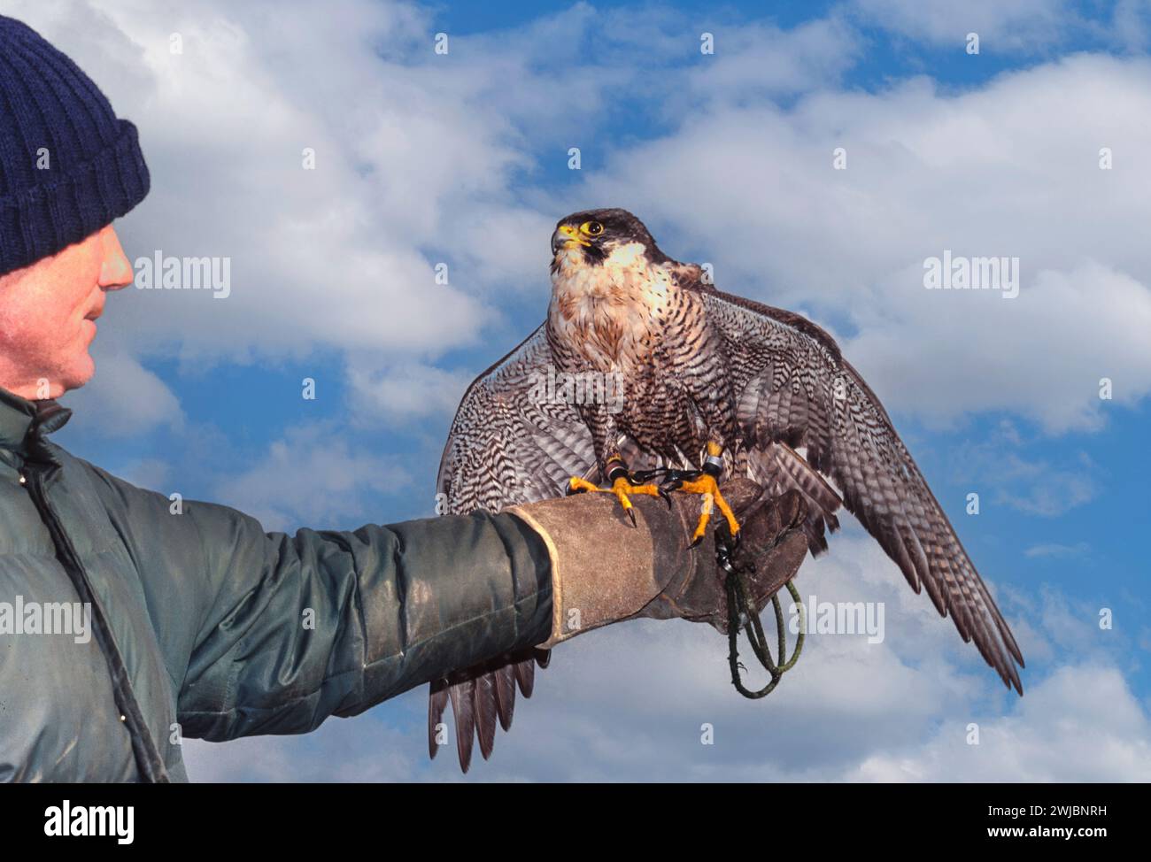 Falconer avec un faucon pèlerin sur sa main gantée Banque D'Images