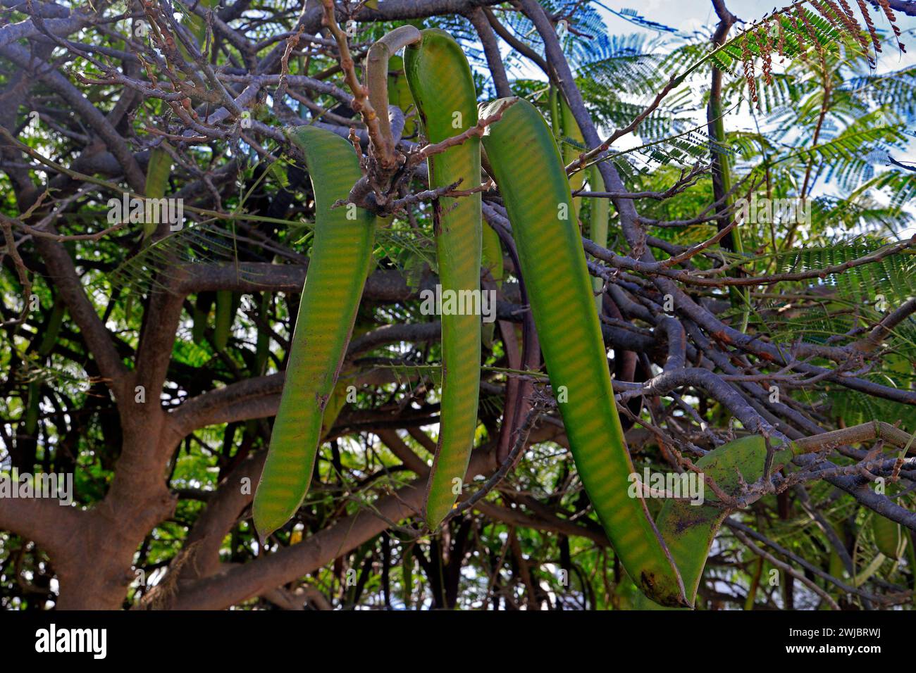 Cosses et feuilles d'acacia, Fuerteventura prise en novembre 2023 Banque D'Images