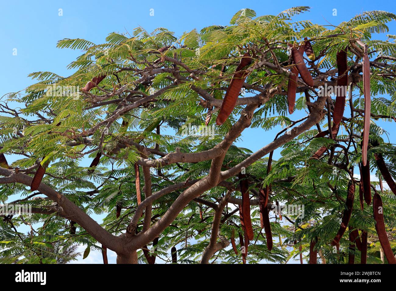 Gousses et feuilles de graines d'acacia, Fuerteventura prise en novembre 2023 Banque D'Images