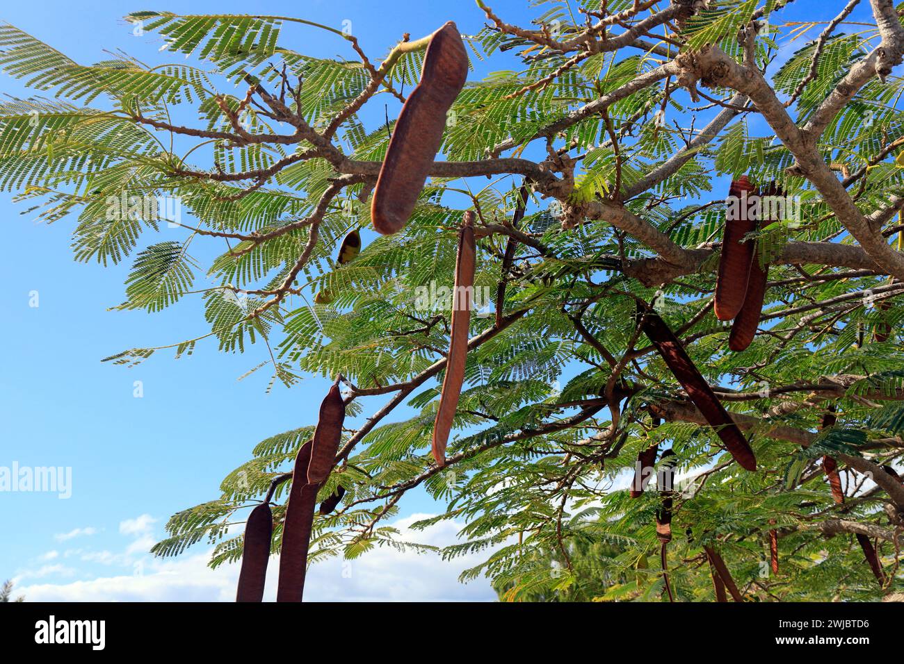 Gousses et feuilles de graines d'acacia, Fuerteventura prise en novembre 2023 Banque D'Images