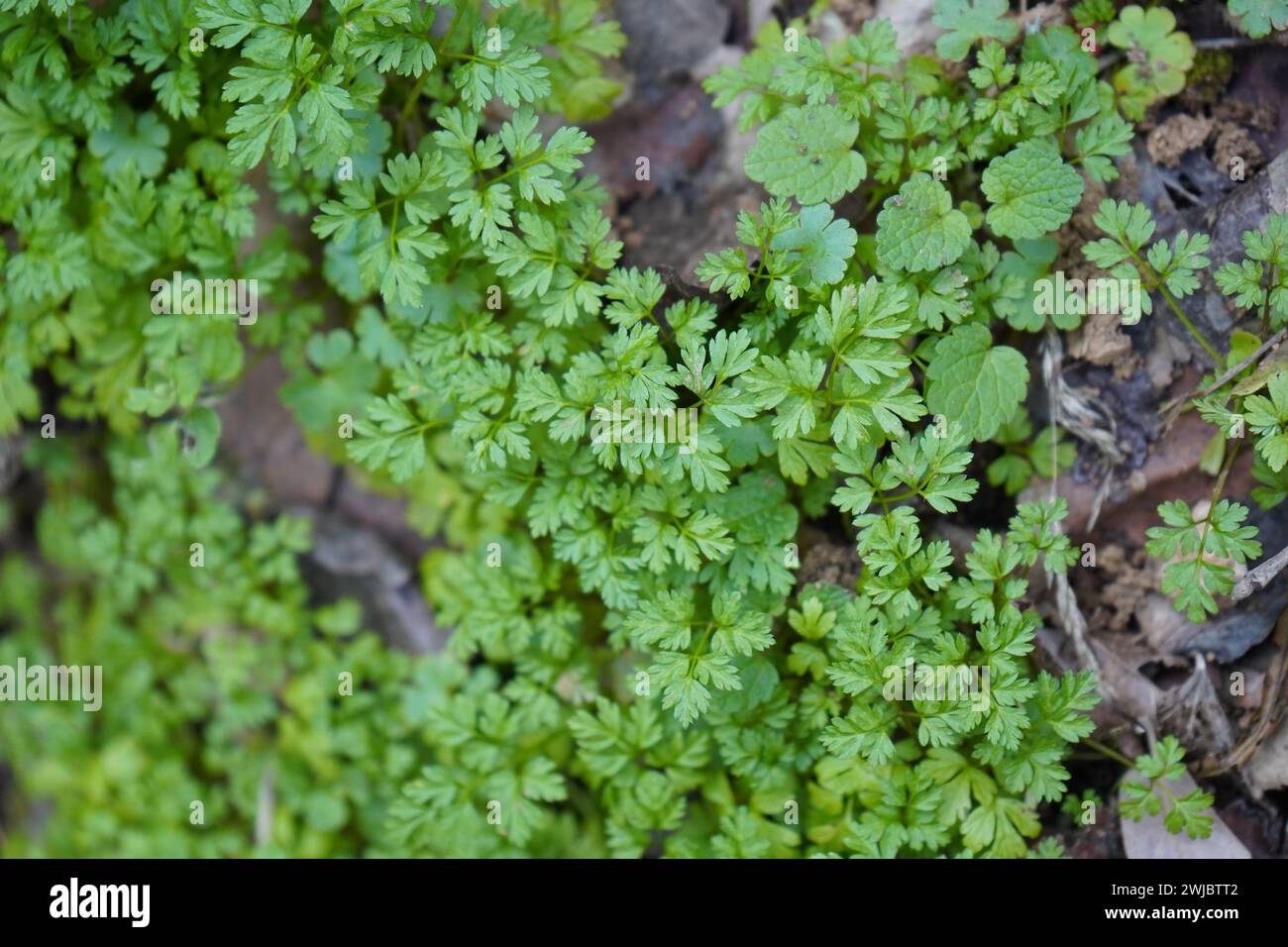 Persil, persil de vache, persil français ou chervi du jardin (Anthriscus cerefolium) Banque D'Images