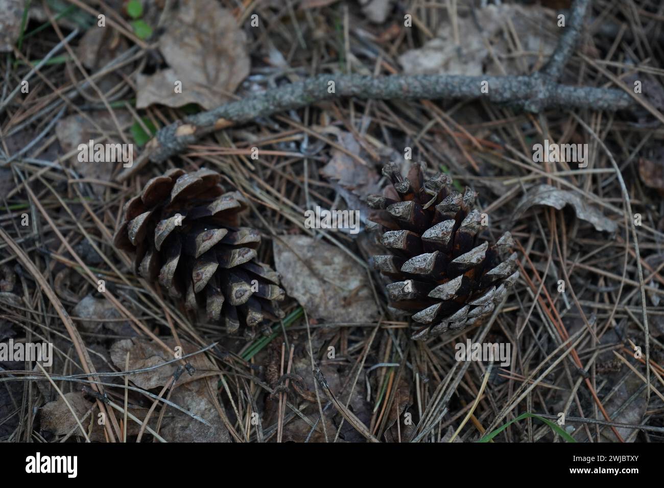 Cône, PIN, le pin noir, pin noir japonais, pin japonais (Pinus thunbergii). Banque D'Images