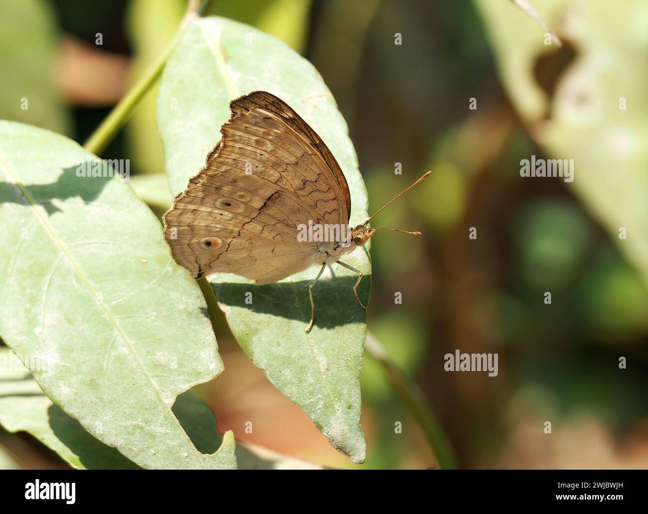 Pensées grises, Junonia atlites, Cambodge, Asie du Sud-est Banque D'Images