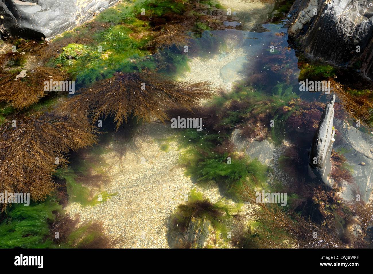 Rockpool sur la plage à marée basse Banque D'Images