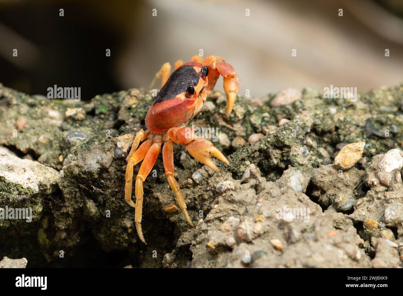 Un crabe terrestre à dos noir, Gecarcinus lateralis, sur un mur près de la plage de Juan Dolio, République dominicaine. Banque D'Images