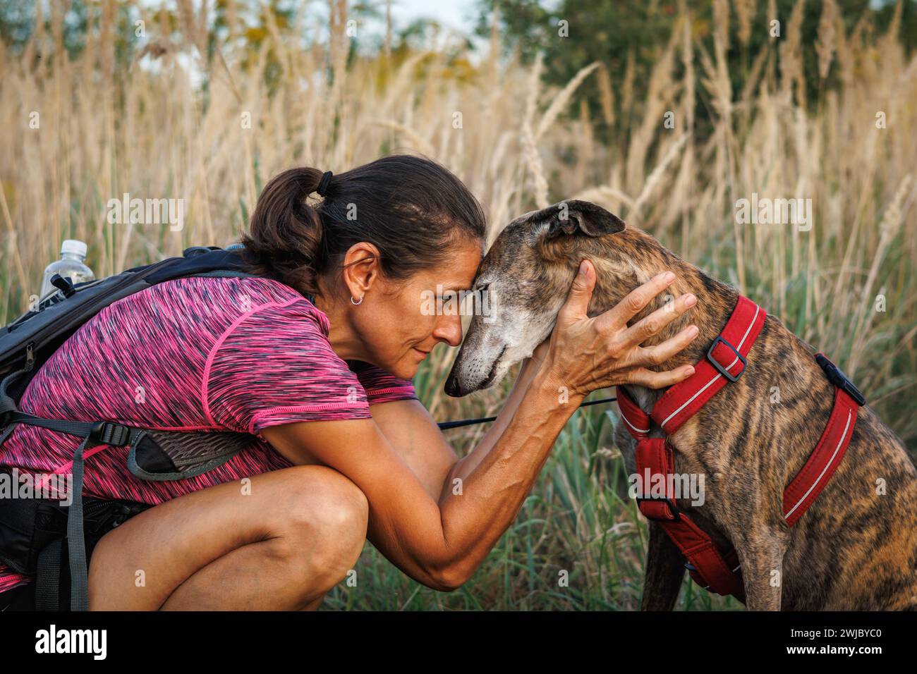 La femme embrasse son vieux chien avec amour. Propriétaire d'un animal et lévrier espagnol Banque D'Images