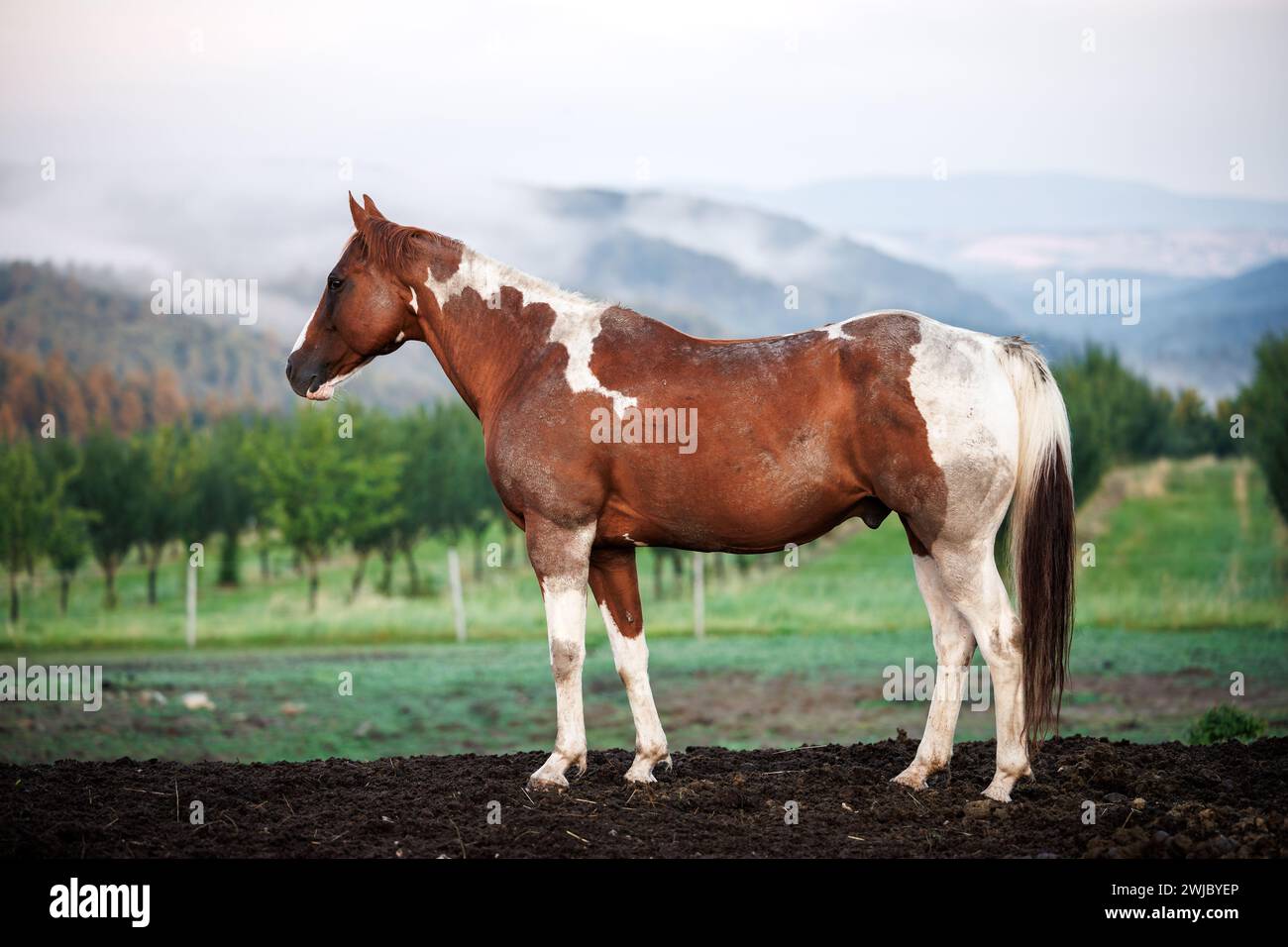 Peindre cheval au ranch dans la campagne. Scène rurale avec animal Banque D'Images
